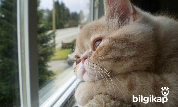 Kediler Neden Böcek Avlar?, Kedi Böcek Yer Mi?  Evcil Hayvanlar Kedi Bakımı